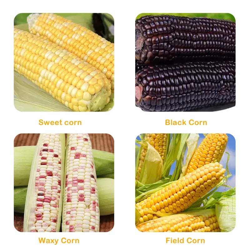 🔥Last Day Buy 2 Only $14.99 Each🔥Corn Kernel Peeler – Easy Corn Cob Stripper for Quick Kernel Removal🌽🌽🌽